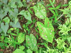 Caladium humboldtii