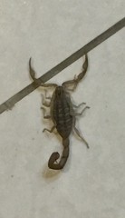 Centruroides limpidus