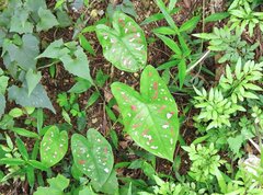 Caladium humboldtii