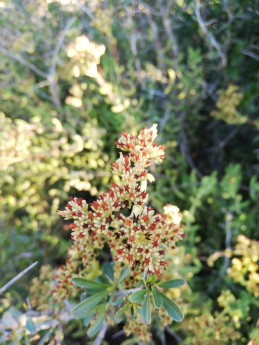 Crassula mesembryanthoides