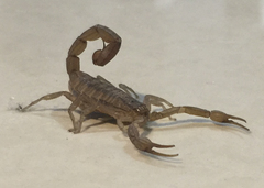 Centruroides limpidus