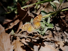 Phyciodes graphica graphica