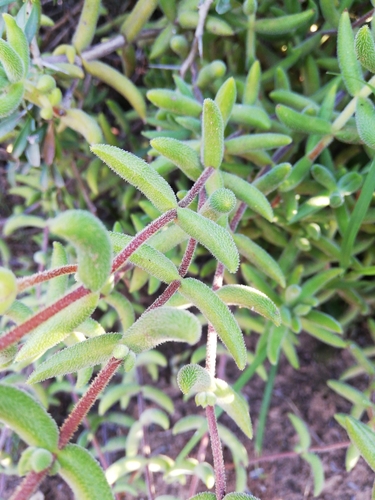 Crassula mesembryanthoides