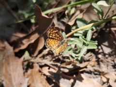 Phyciodes graphica graphica