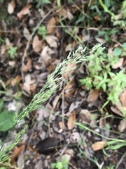 Limnodea arkansana