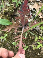 Pedicularideae