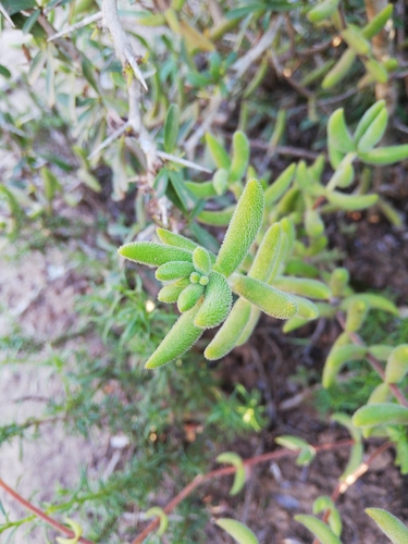Crassula mesembryanthoides