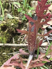 Pedicularideae