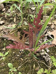 Pedicularideae