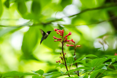 Ruby-throated Hummingbird photographed in Tennessee