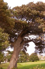 Quercus ilex