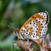 Spotted Fritillary - Photo (c) Marcello Consolo, some rights reserved (CC BY-NC-SA)