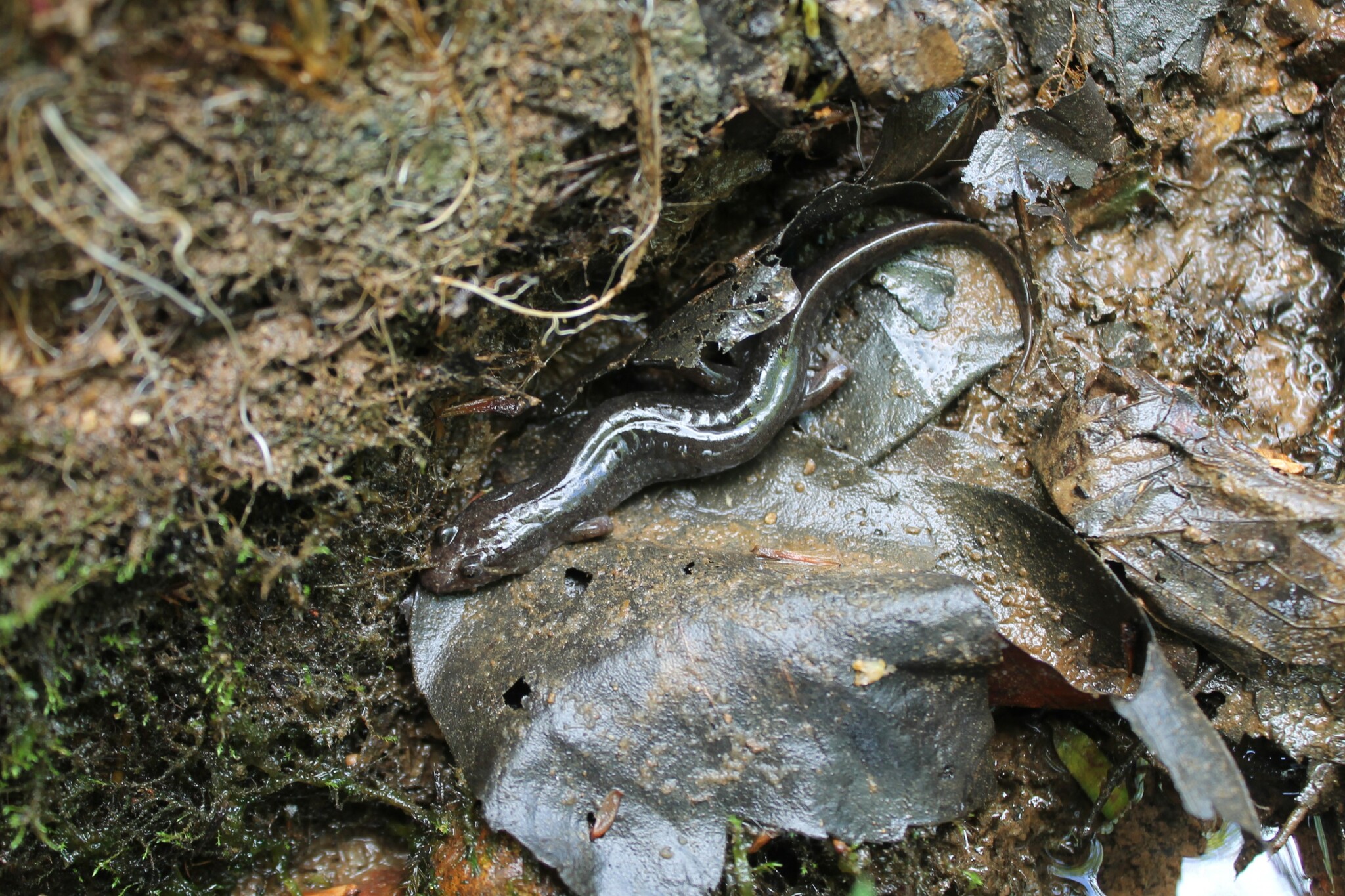 spotted dusky salamander