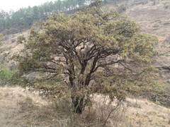 Quercus deserticola