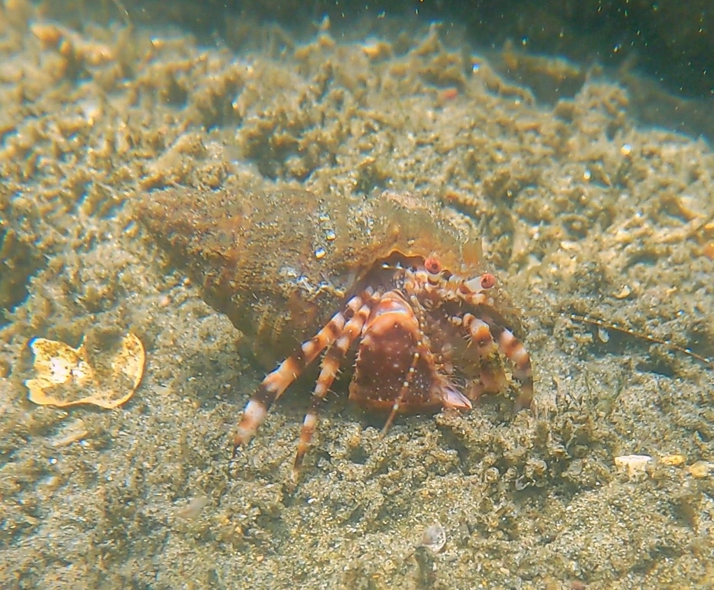 Phimochirus roseus