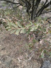 Quercus deserticola