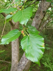 Morus nigra