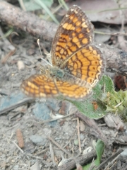 Phyciodes graphica graphica