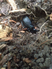Carabus goryi