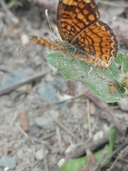 Phyciodes graphica graphica