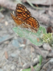 Phyciodes graphica graphica