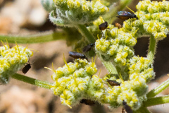 Eugnoriste occidentalis