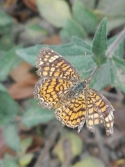 Phyciodes graphica graphica
