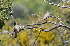 Myiarchus cinerascens