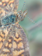 Phyciodes graphica graphica