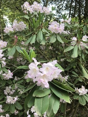 Rhododendron fortunei