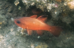 Tailspot Cardinalfish photo 2