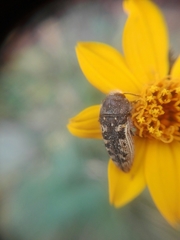 Acmaeodera bowditchi