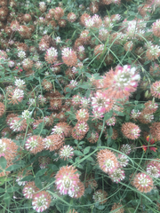 Trifolium vesiculosum