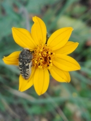 Acmaeodera bowditchi