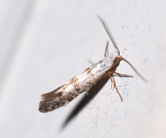 Argyresthia thuiella