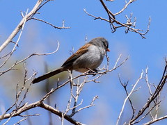 Spizella atrogularis