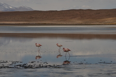 Phoenicoparrus jamesi