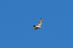 Accipiter rufiventris