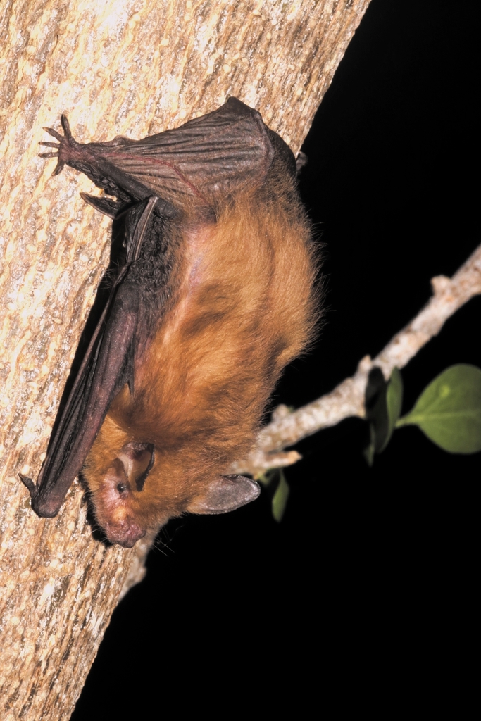 Slender Yellow Bat