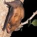 Slender Yellow Bat - Photo (c) Juan Cruzado Cortés, some rights reserved (CC BY), uploaded by Juan Cruzado Cortés