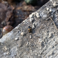 Glischrochilus grandis