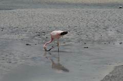 Phoenicoparrus andinus