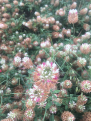 Trifolium vesiculosum