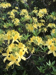 Rhododendron luteum