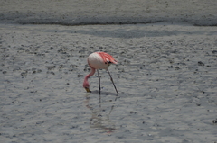 Phoenicoparrus jamesi