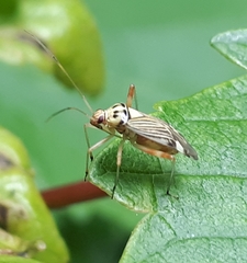 Rhabdomiris striatellus