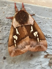 Dirphiopsis ayuruoca