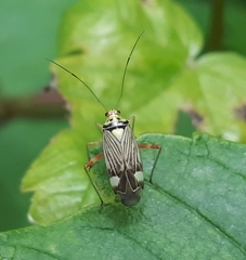 Rhabdomiris striatellus