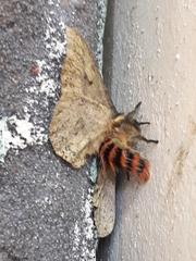 Dirphiopsis ayuruoca