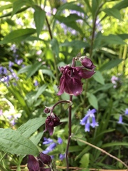 Aquilegia atrata